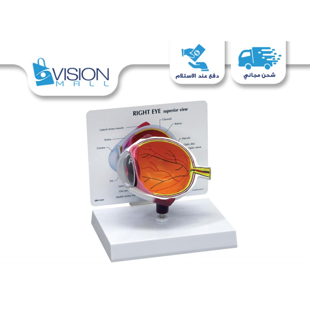 Eye Models (Right Eye Model Card Model 6188) Eye Models (Right Eye Model Card Model 6188)