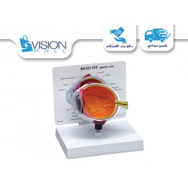 Eye Models (Right Eye Model Card Model 6188)